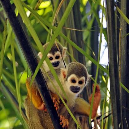 Yasuni National Park, Ecuador