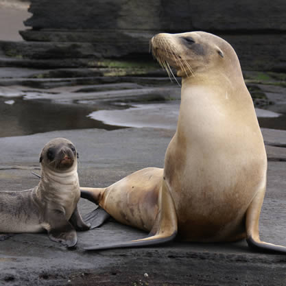 Galapagos Sea Lion, Ecuador